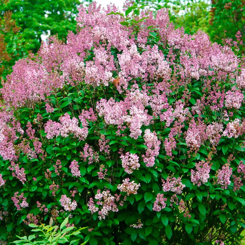 Minuet Lilac Hedge