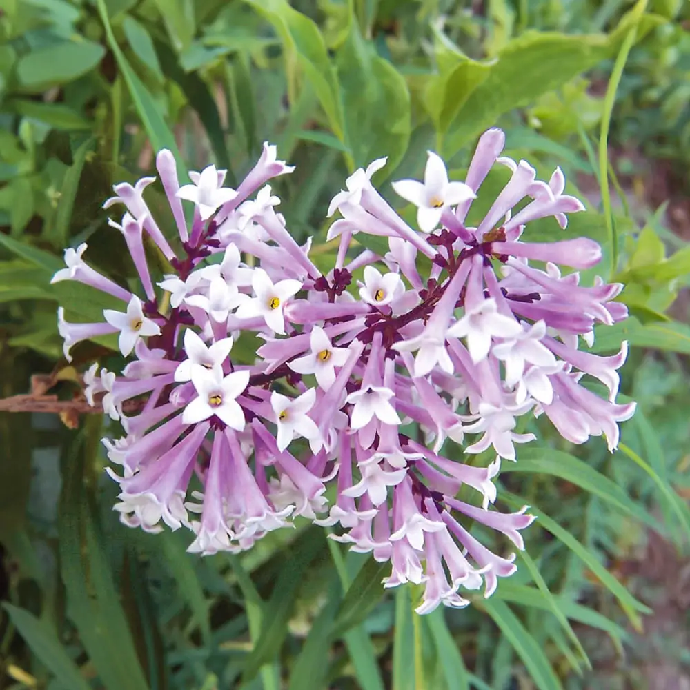Miss Kim Jumbo Lilac Hedge
