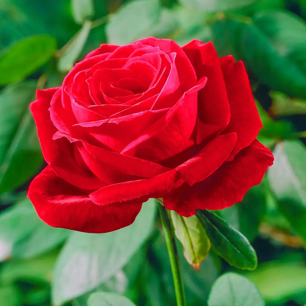 Hybrid Tea Rose Mister Lincoln - Image 2