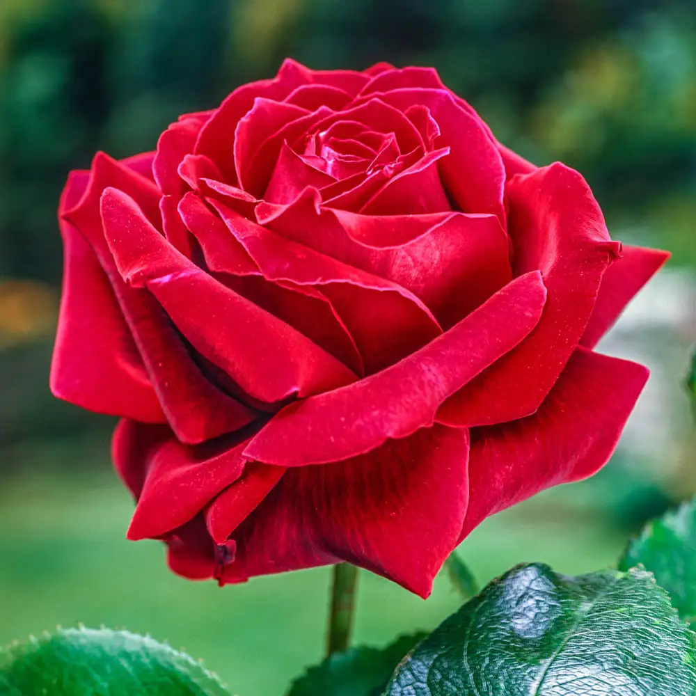 Hybrid Tea Rose Mister Lincoln - Image 3