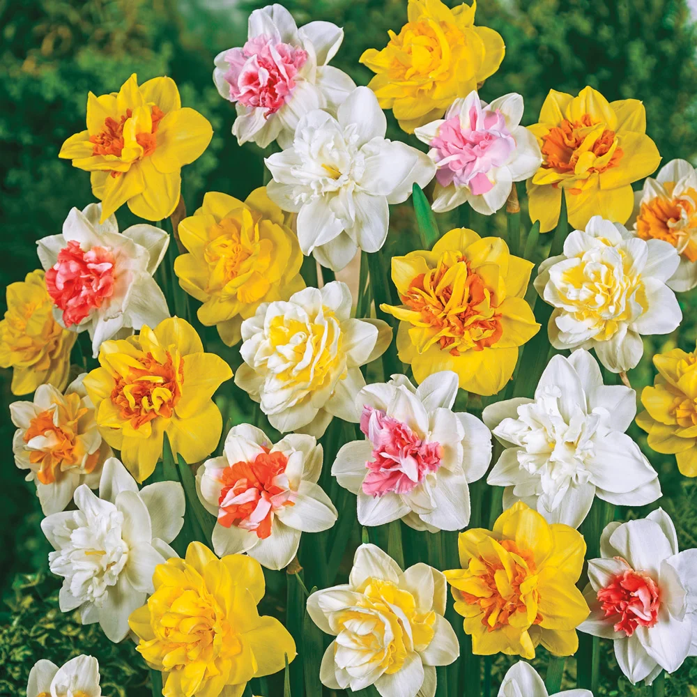 Double Daffodil Mix - Image 3