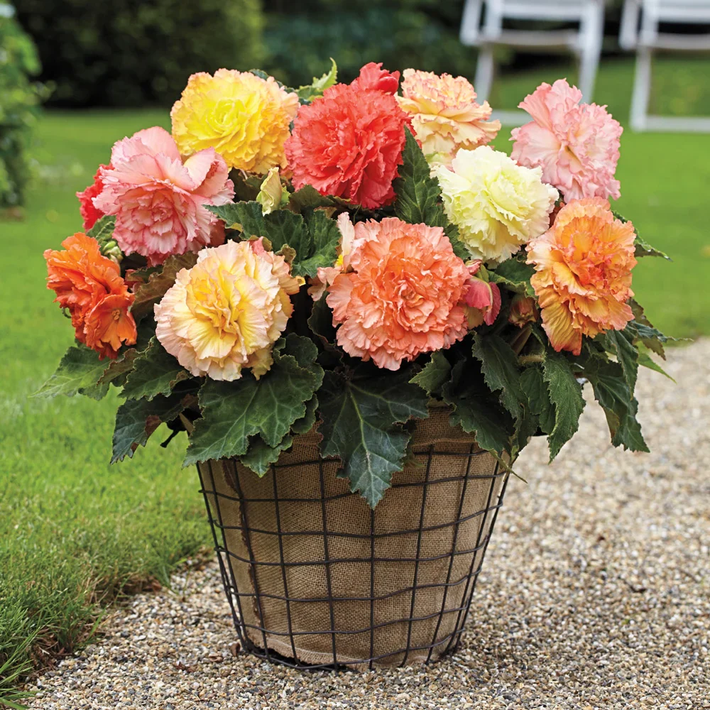 Samba Begonia Mix