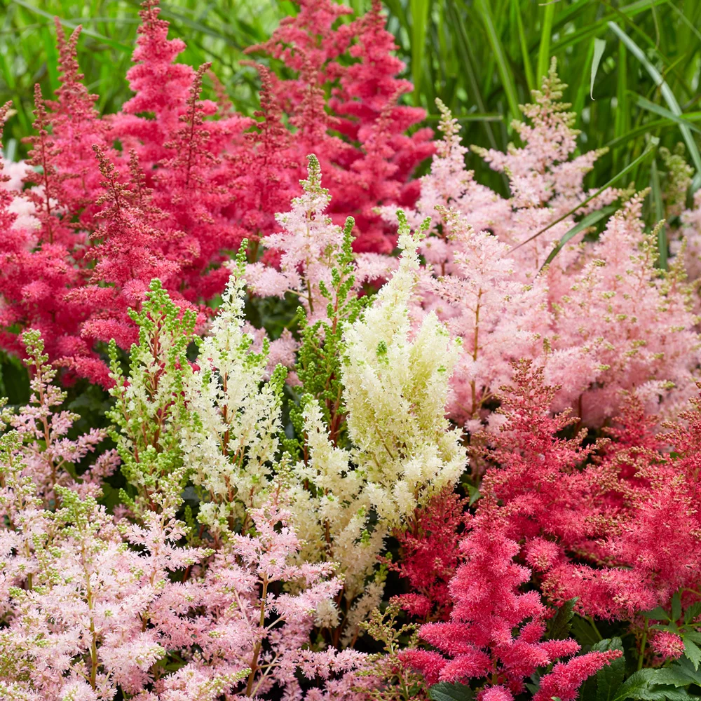 Astilbe Mixed - Image 6