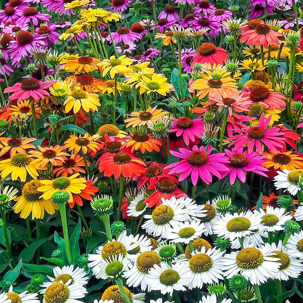 Coneflower Mix