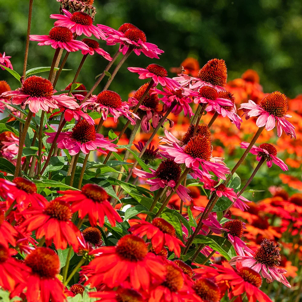 Coneflower Mix - Image 2