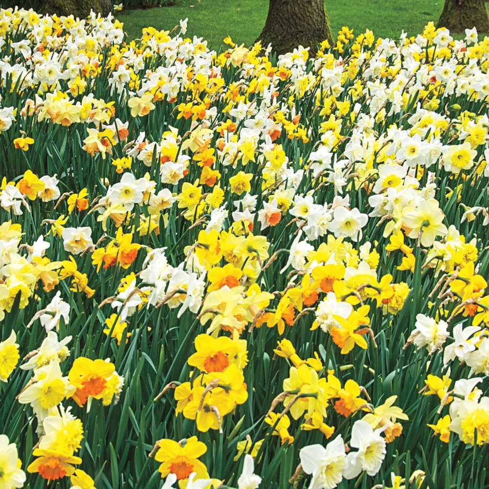Mixed Daffodils All Colors and Kinds