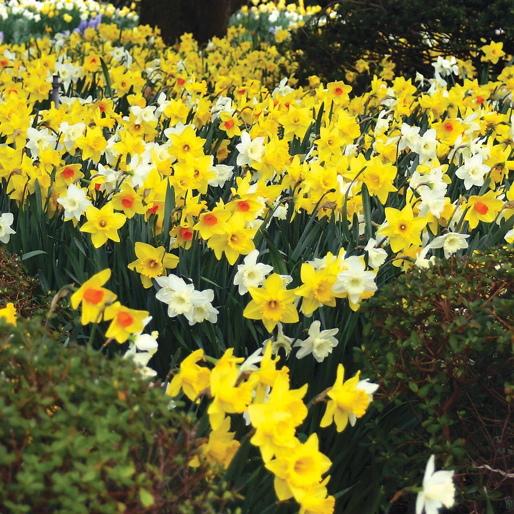 Mixed Large Cupped Daffodils - Image 2