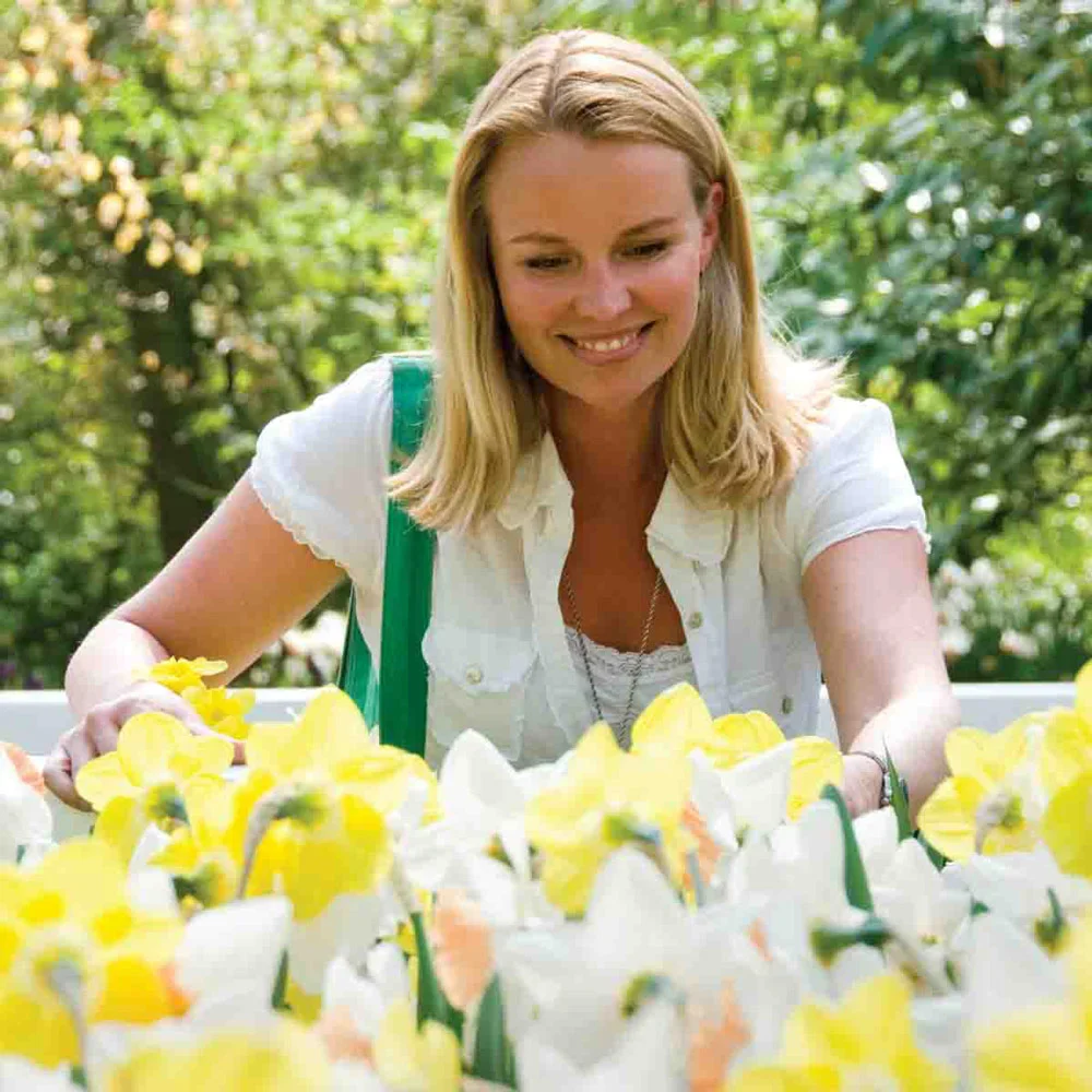 Mixed Large Cupped Daffodils - Image 3