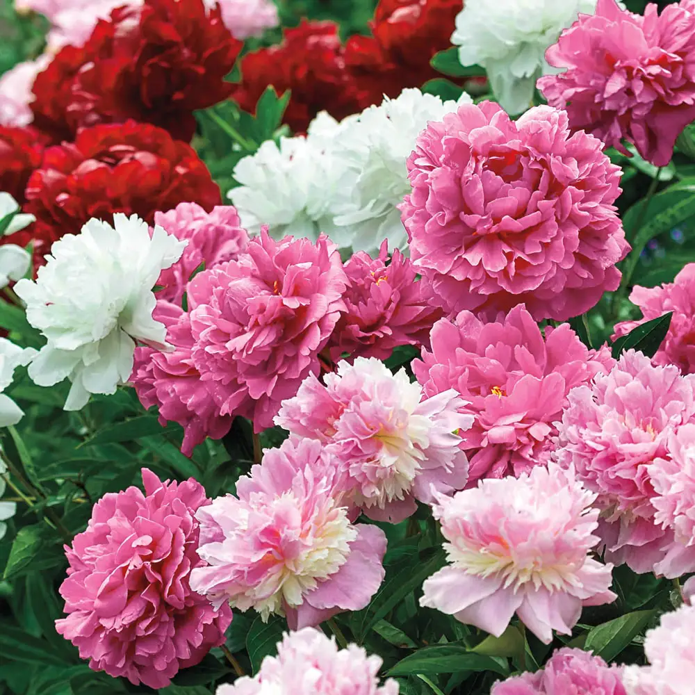 Double Peony Mixed - Image 5