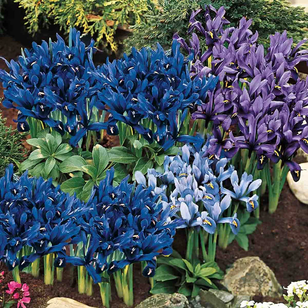 Mixed Dwarf Rock Garden Iris (reticulata) - Image 2