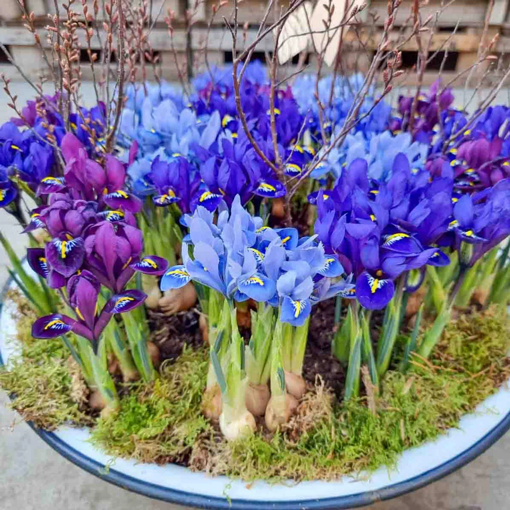Mixed Dwarf Rock Garden Iris (reticulata) - Image 3
