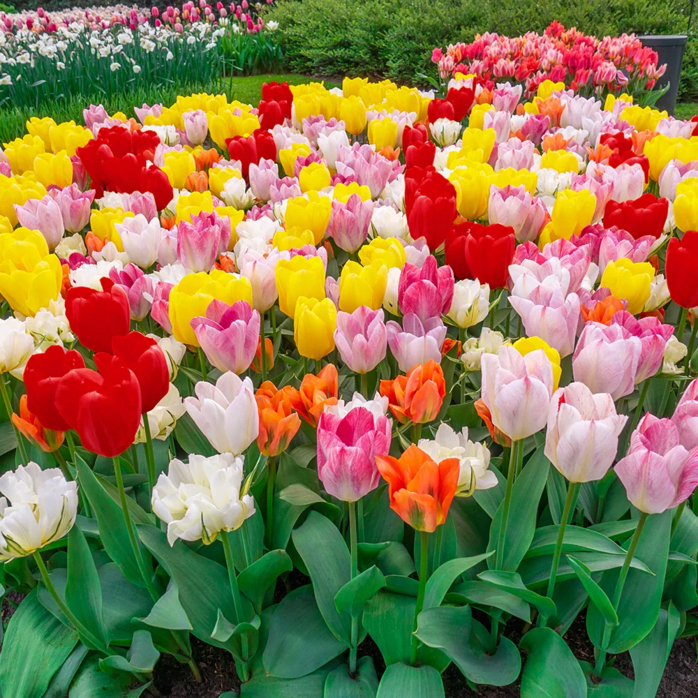 Fosteriana Tulip Mixed Early Bloomers - Image 2