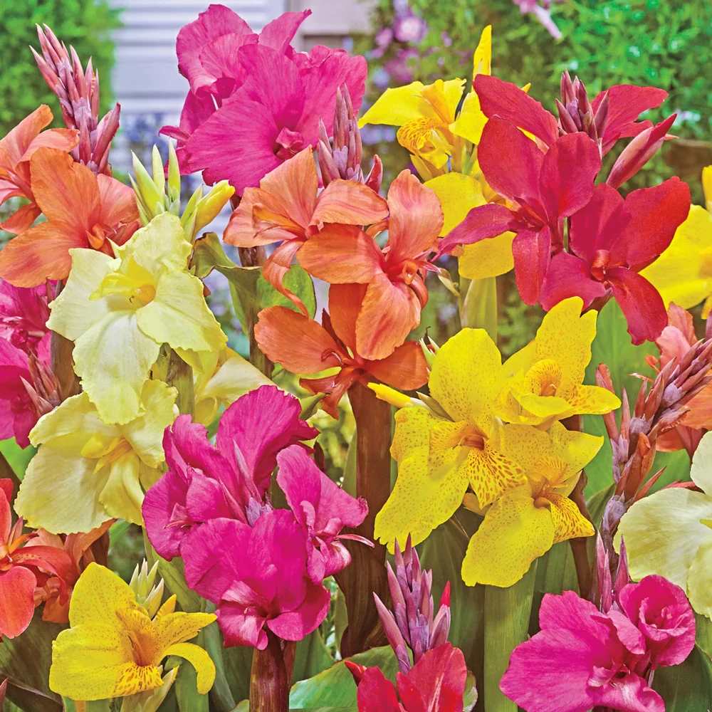 Giant Cannas Mixed - Image 3