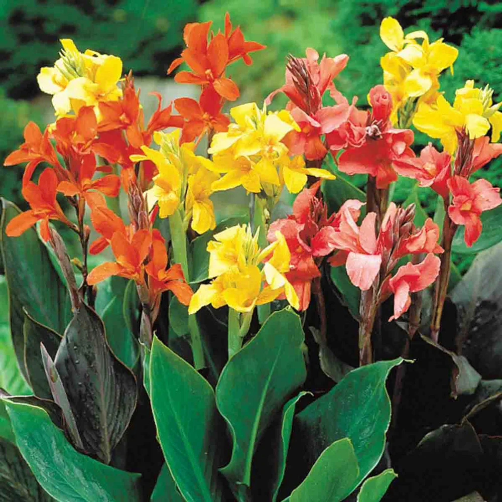 Giant Cannas Mixed - Image 4