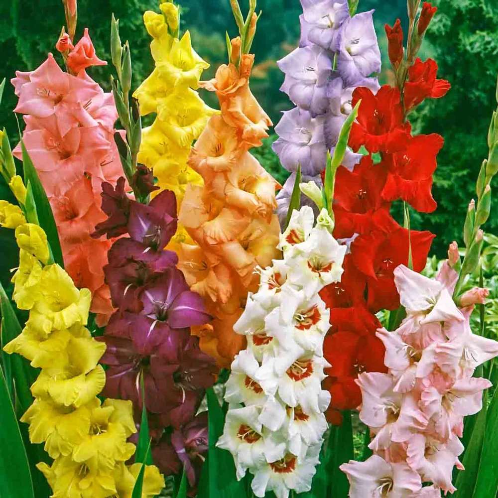 Gladiolus Mixed - Image 4