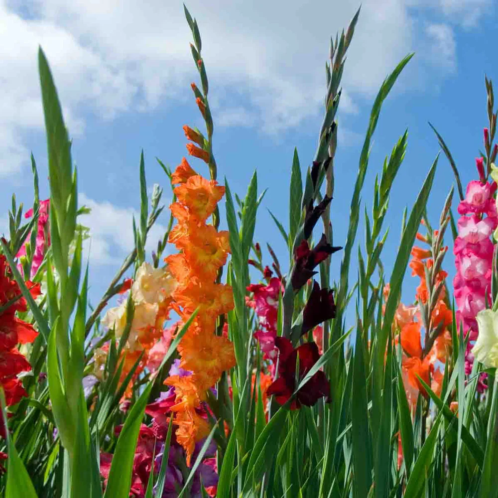 Gladiolus Mixed - Image 7