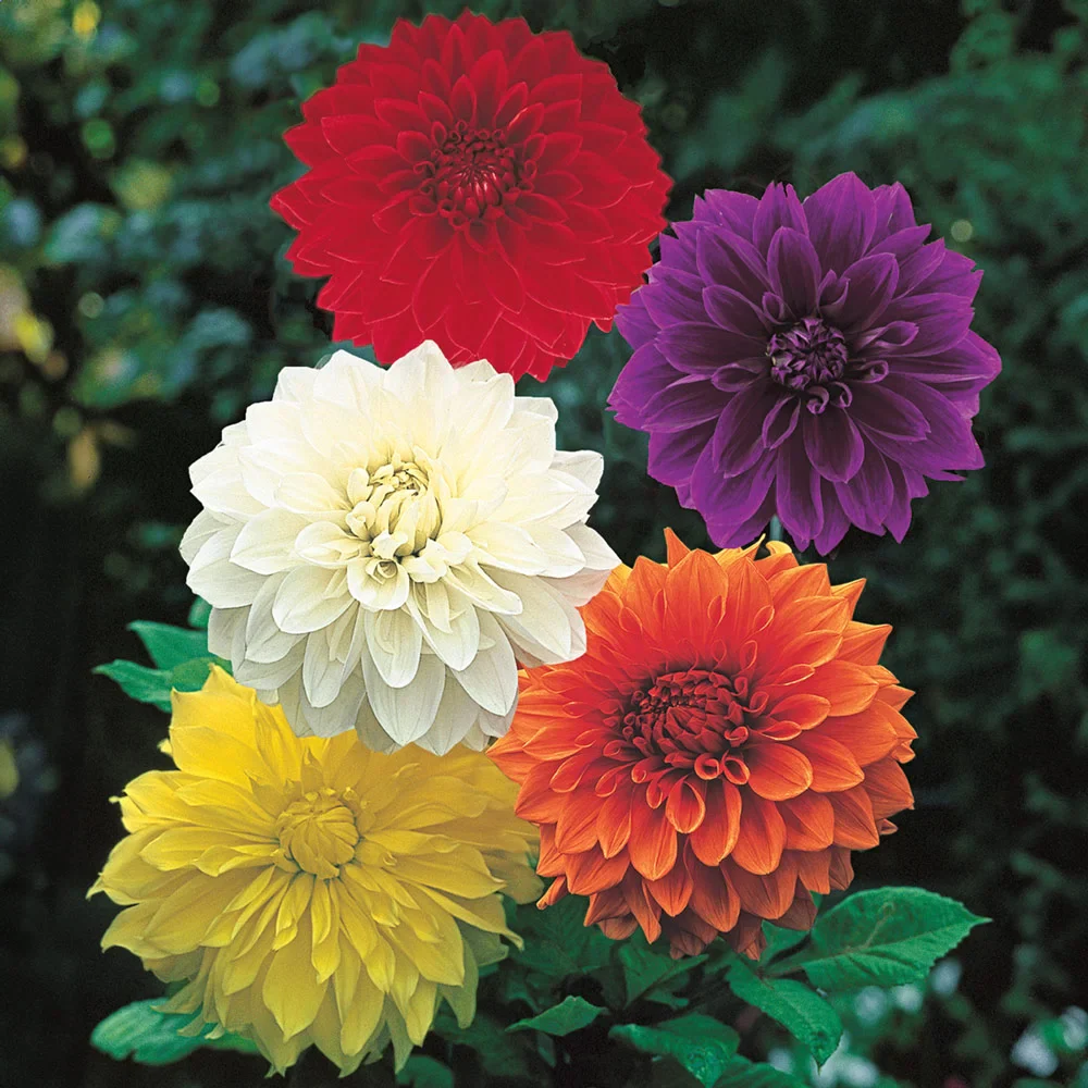 Large Decorative Dahlia Mixed - Image 3