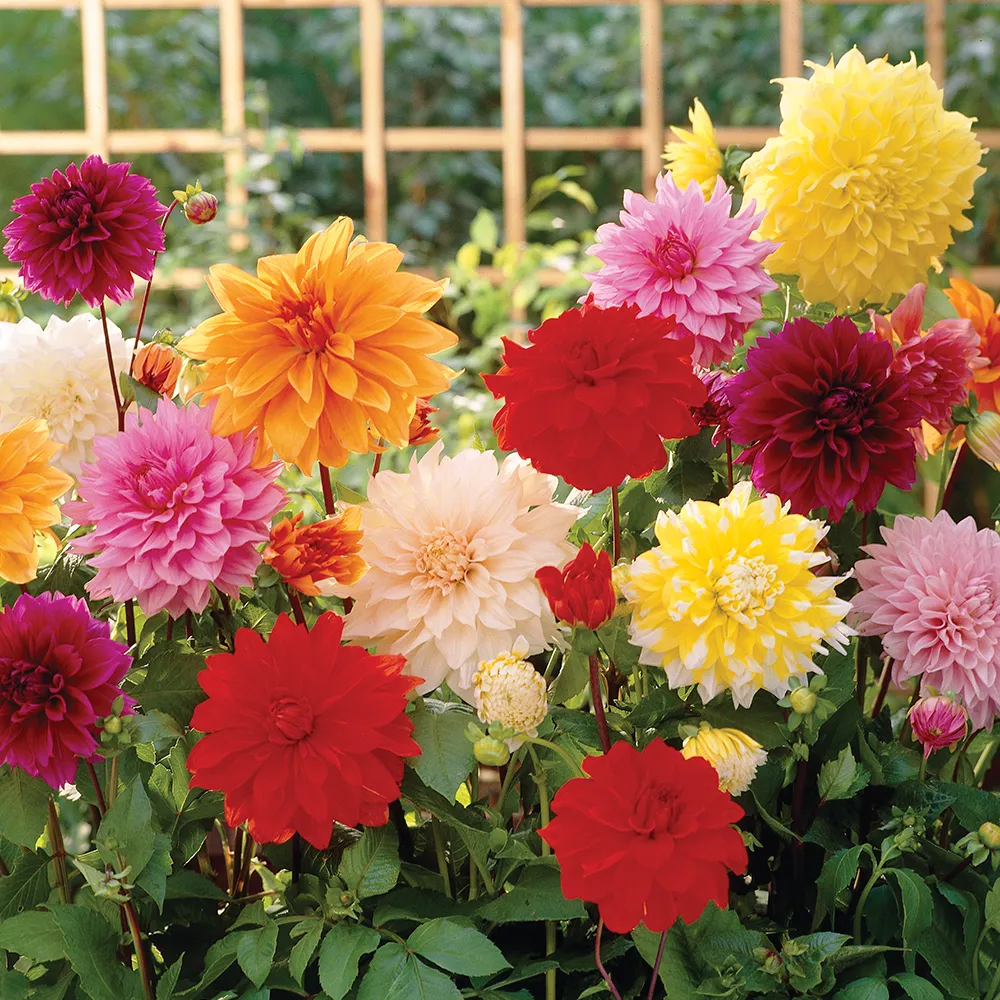 Large Decorative Dahlia Mixed - Image 4
