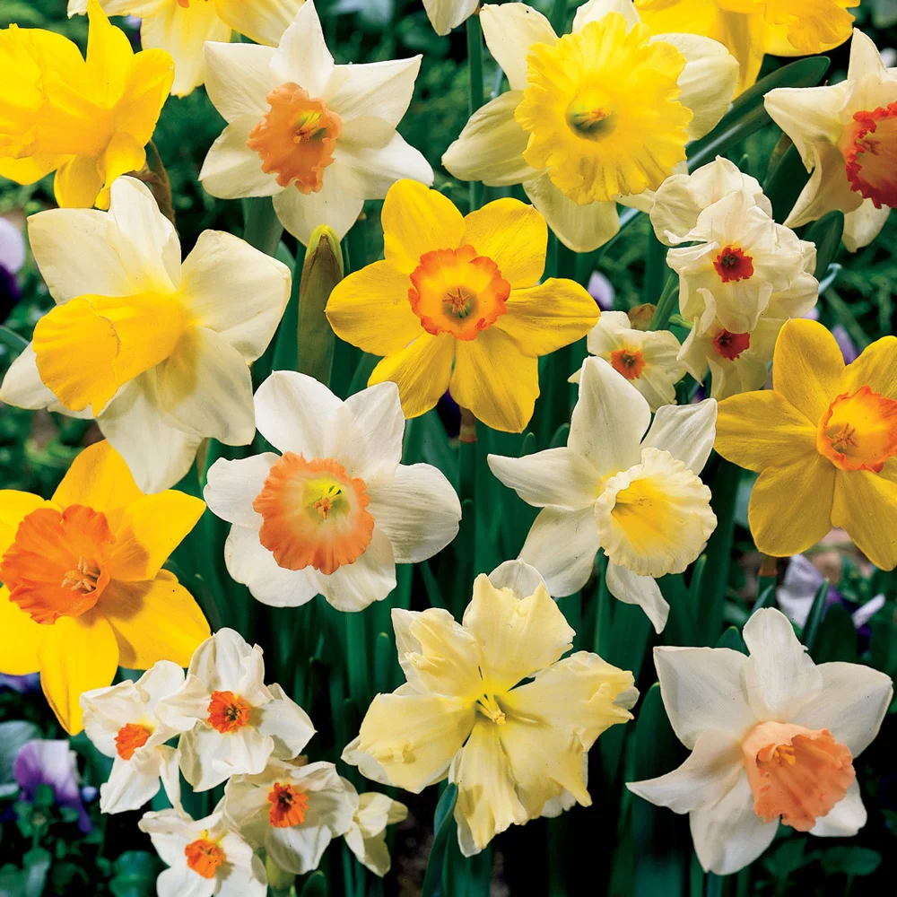 Daffodil Mixed
