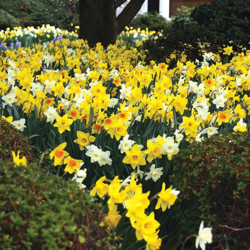 Daffodil Mixed - Image 2