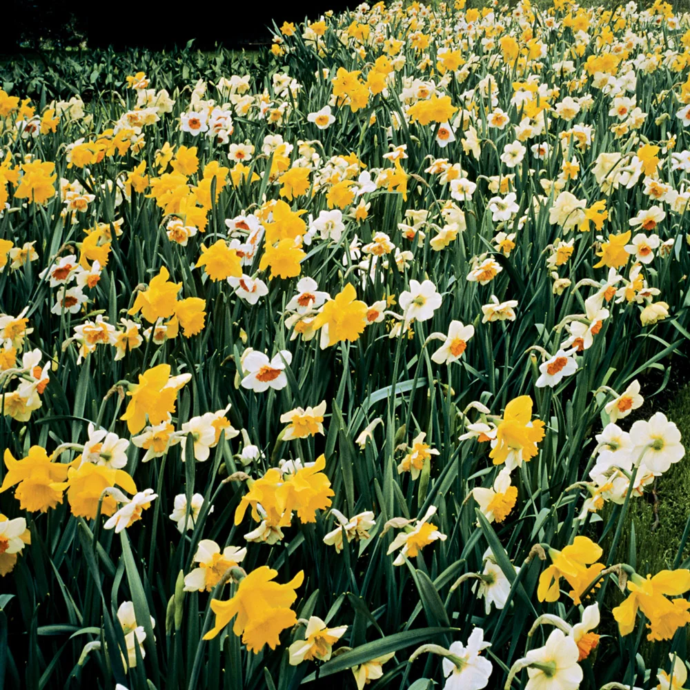 Daffodil Mixed - Image 6