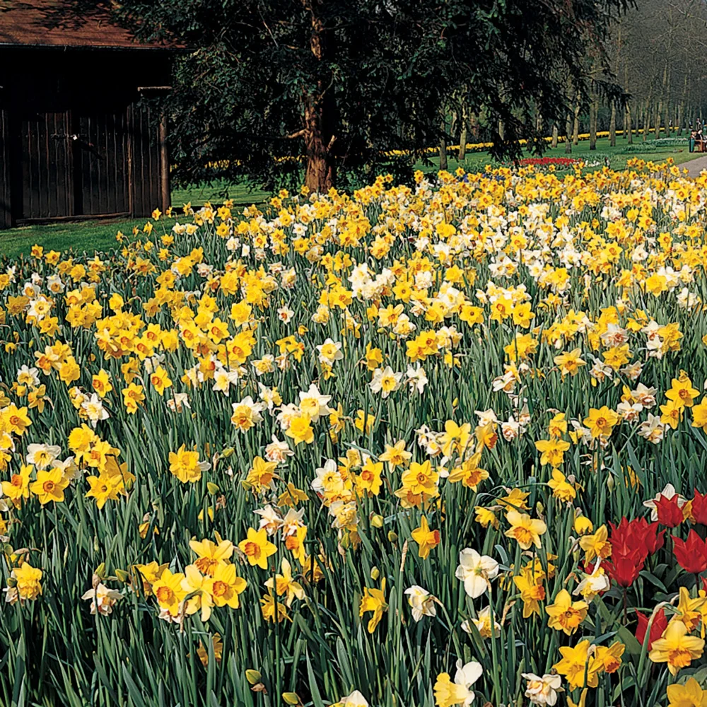 Daffodil Mixed - Image 8