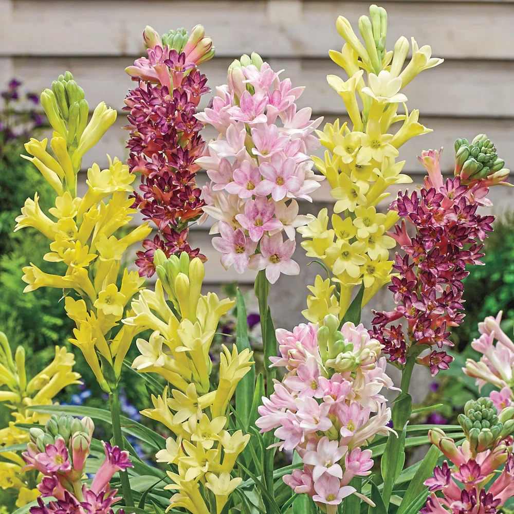 Mixed Tuberoses