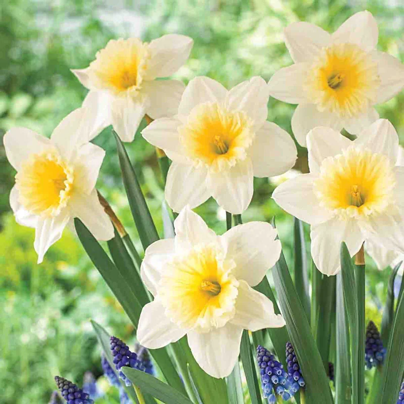 Most Popular Daffodil Collection - Image 3
