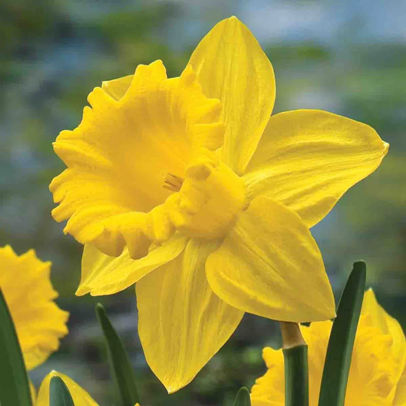 Most Popular Daffodil Collection - Image 4