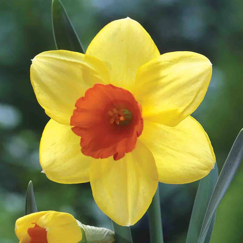 Most Popular Daffodil Collection - Image 6