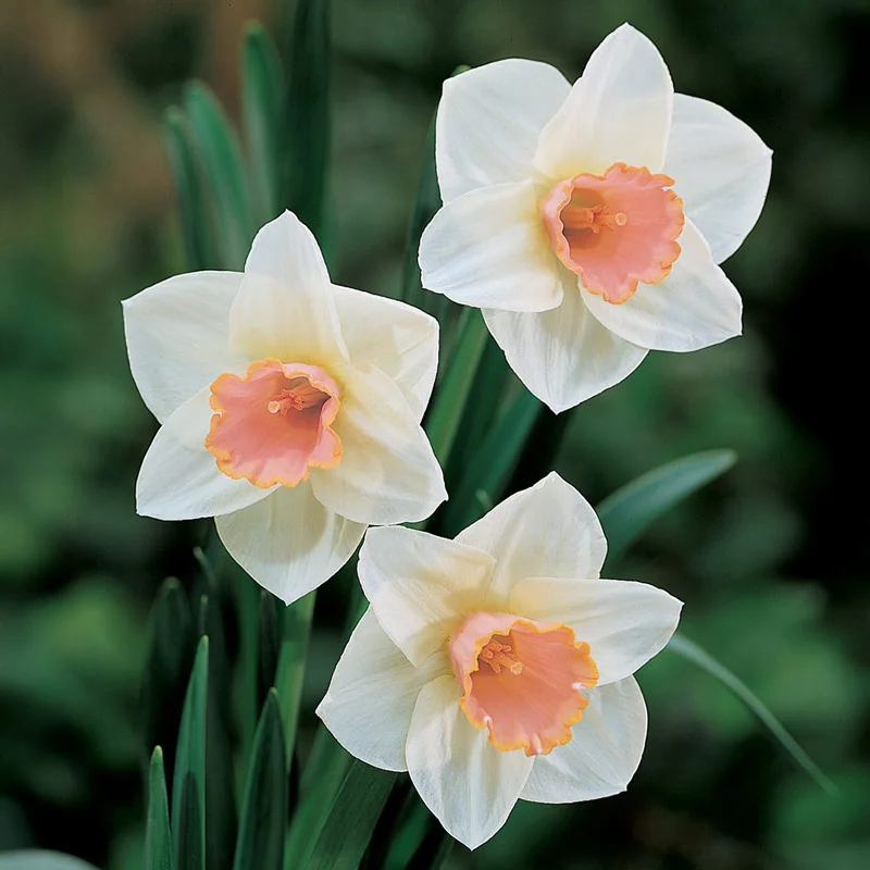Most Popular Daffodil Collection - Image 7