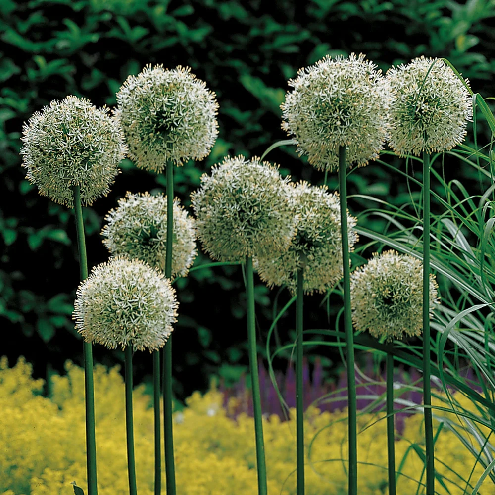 Allium Mount Everest