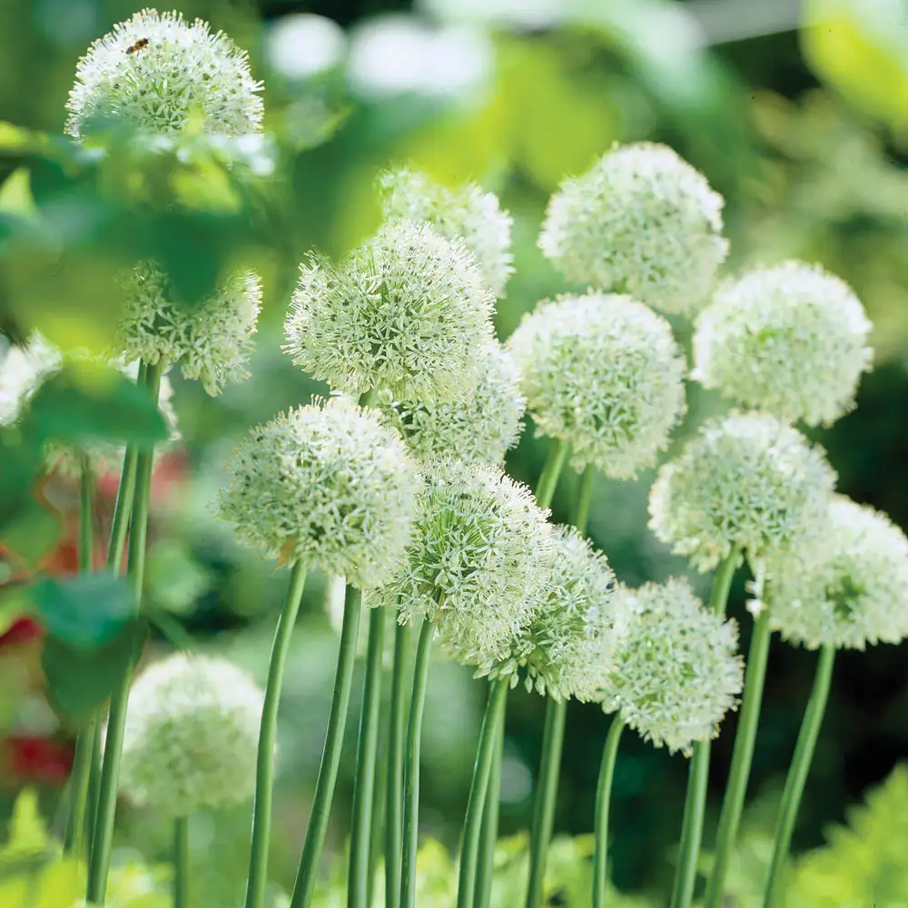 Allium Mount Everest - Image 2