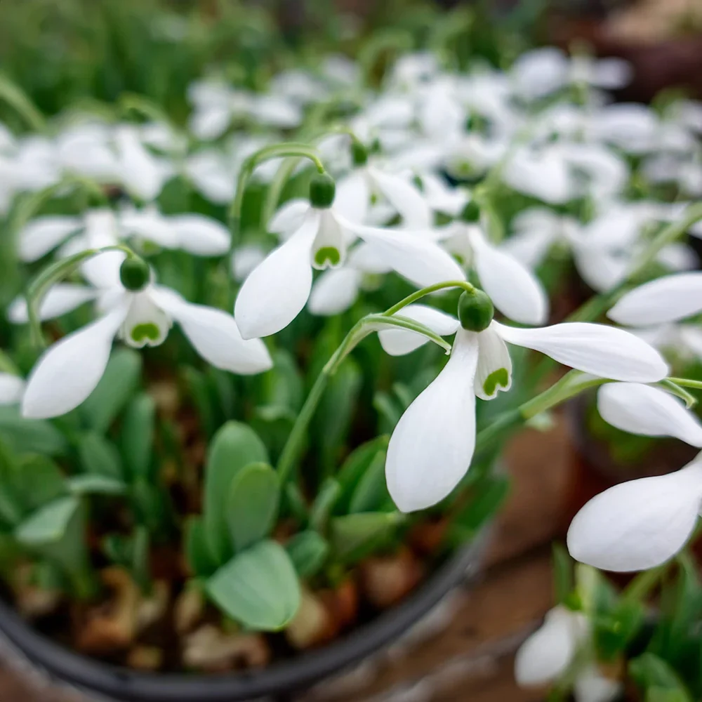 Mount Everest Giant Snowdrop