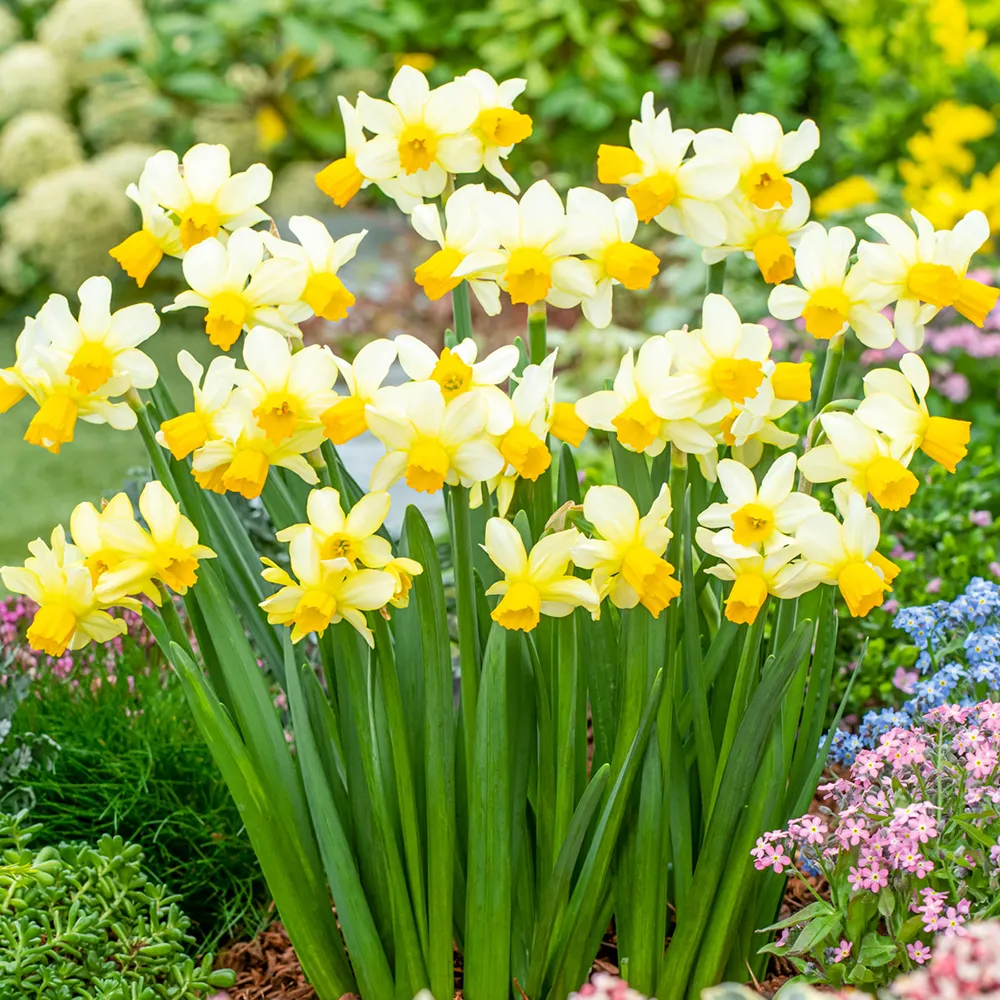 Multi-Flowering Daffodil Eaton Song