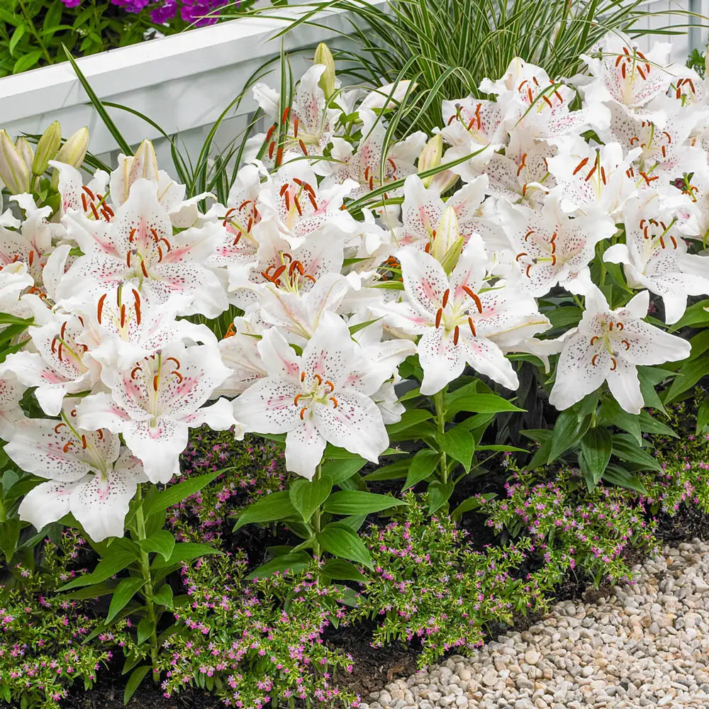 Oriental Dwarf Lily Muscadet