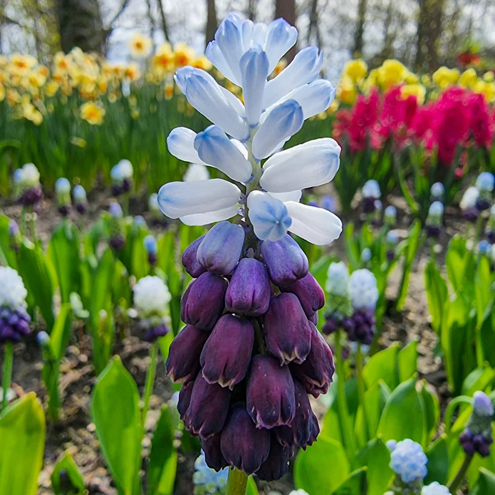 Muscari Grape Ice