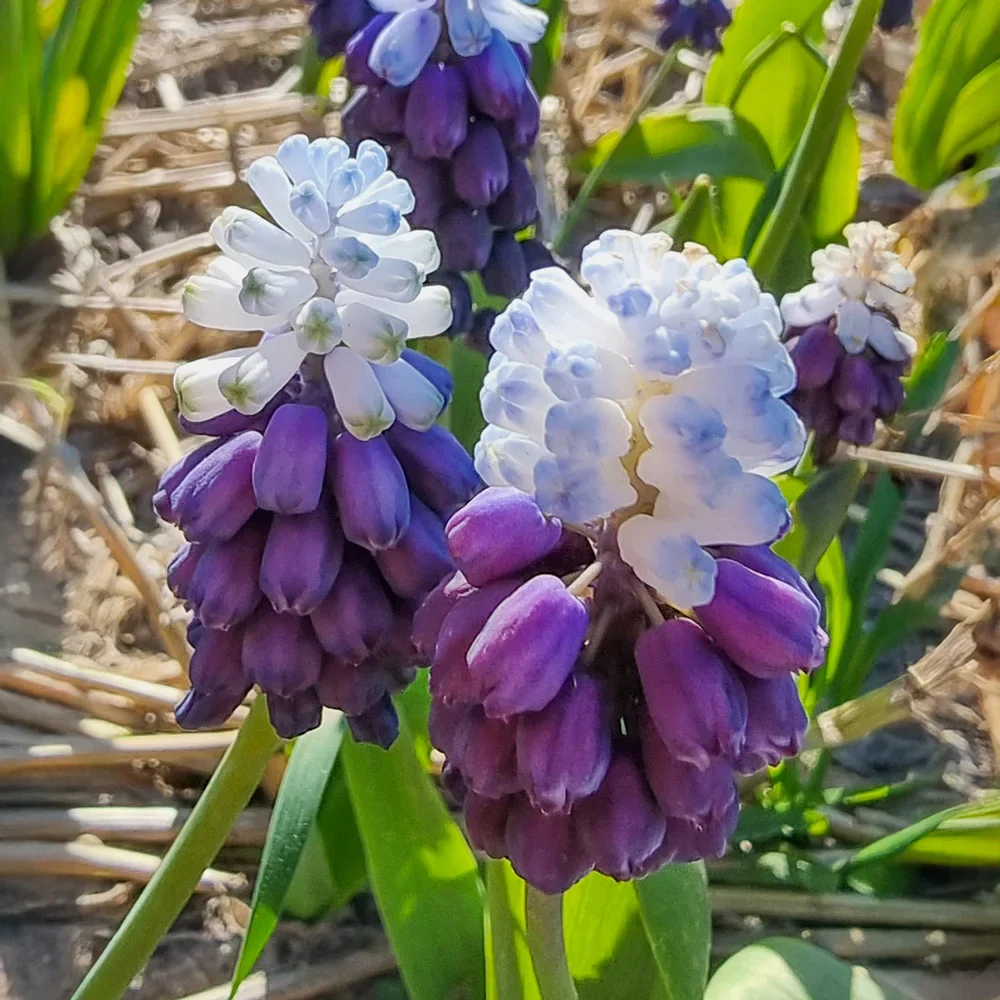 Muscari Grape Ice - Image 2