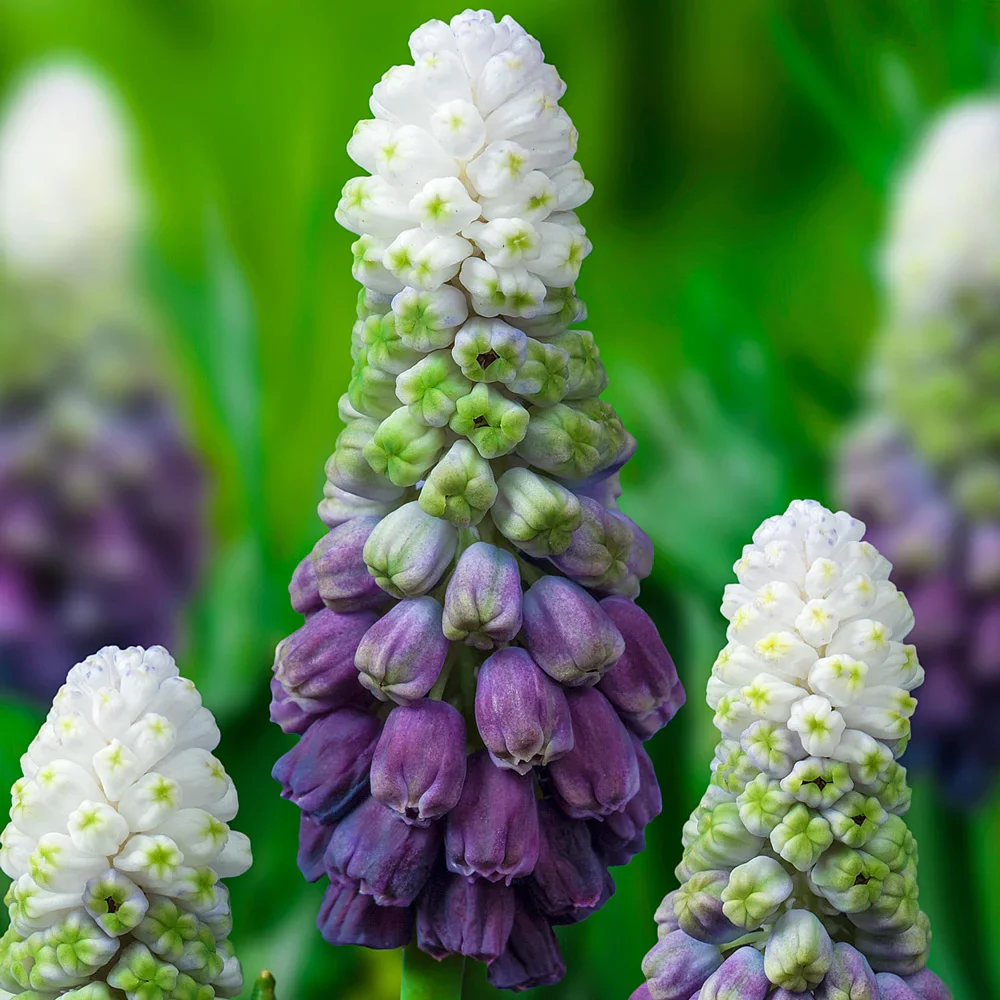 Muscari Grape Ice - Image 3