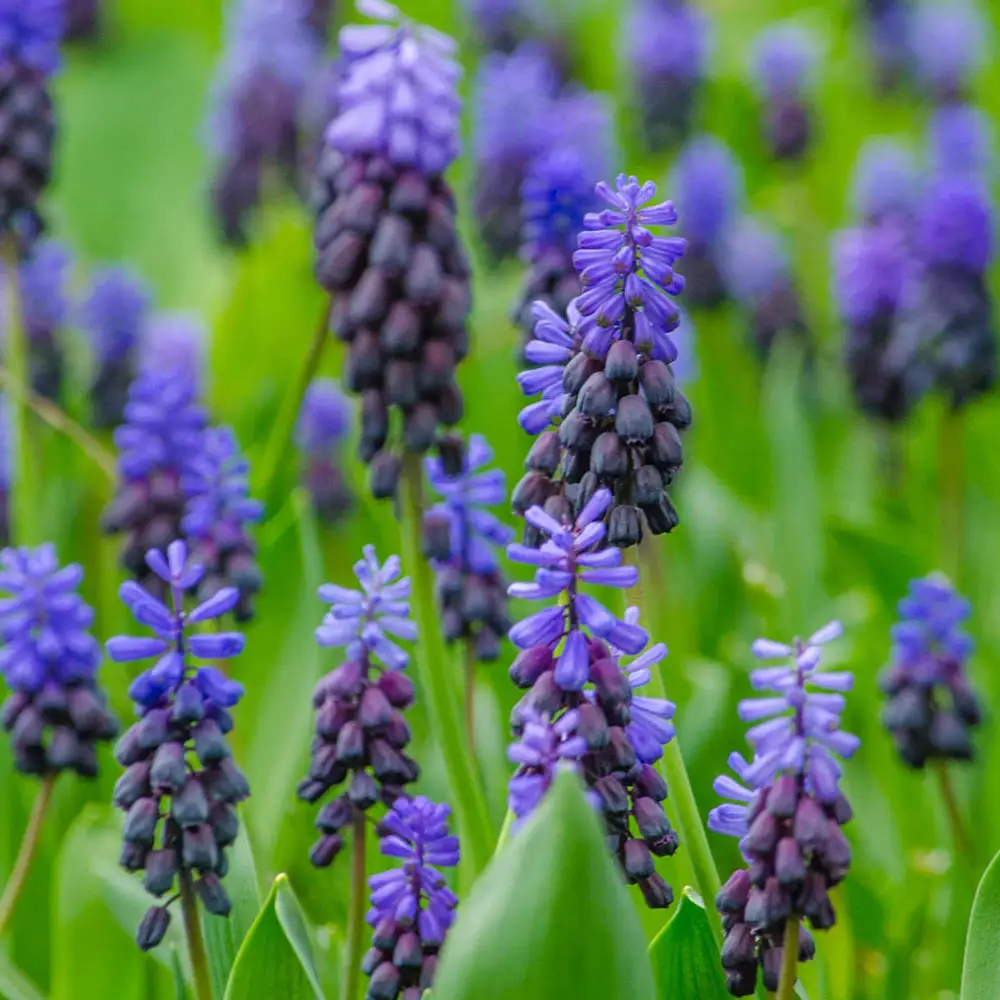 Muscari latifolium - Image 4