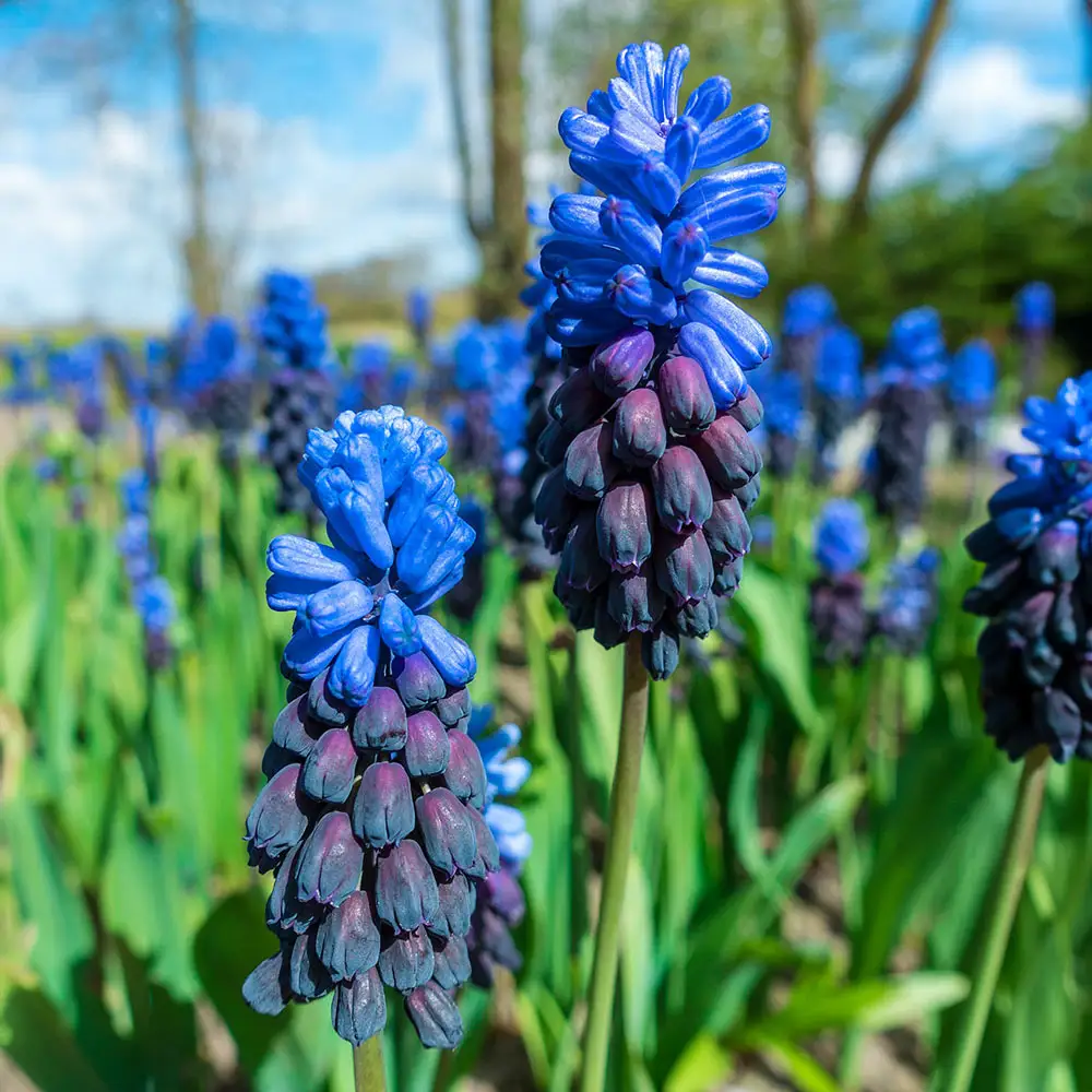 Muscari latifolium - Image 5