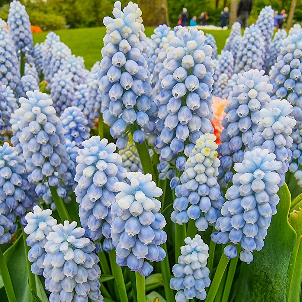 Muscari Manon