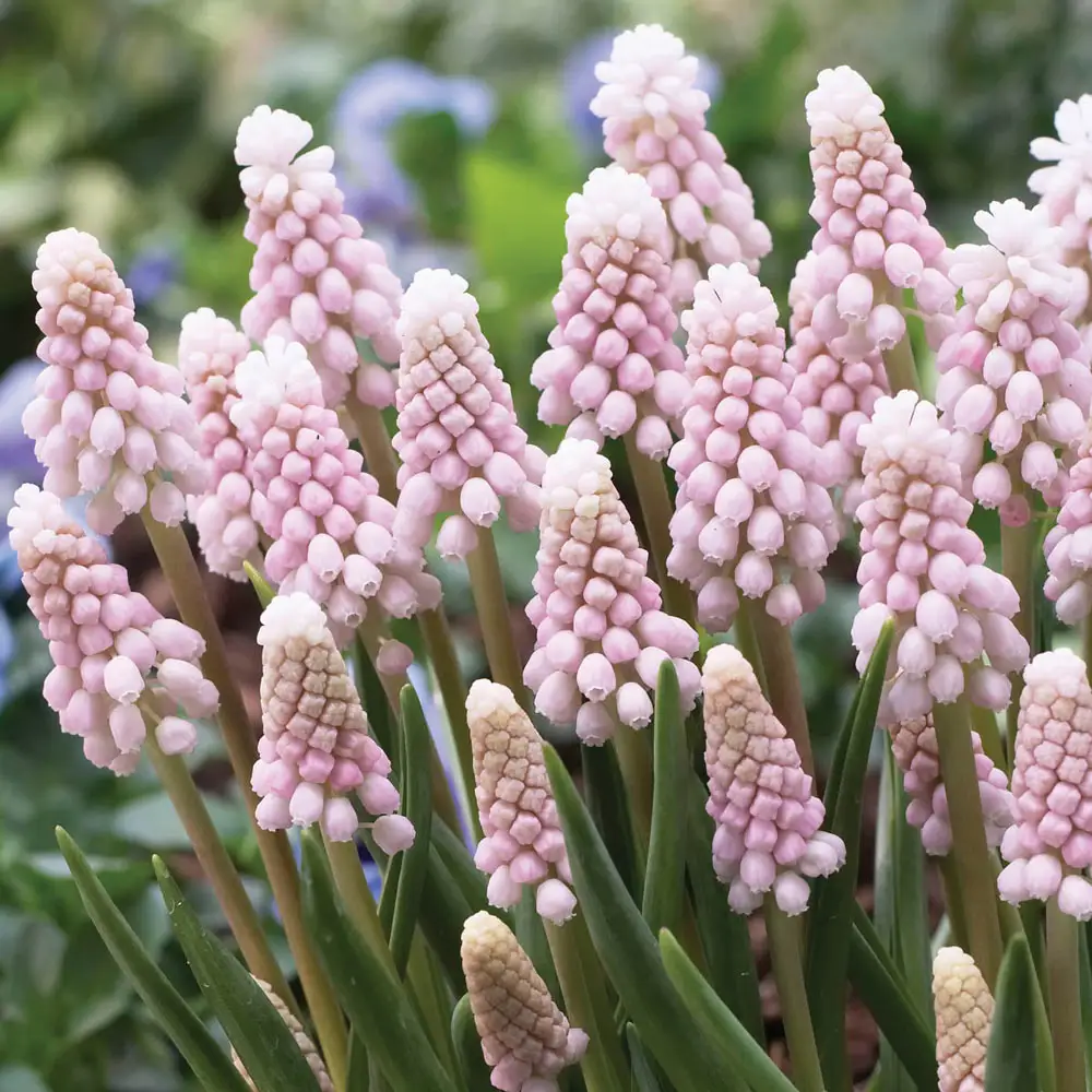Muscari Pink Sunrise
