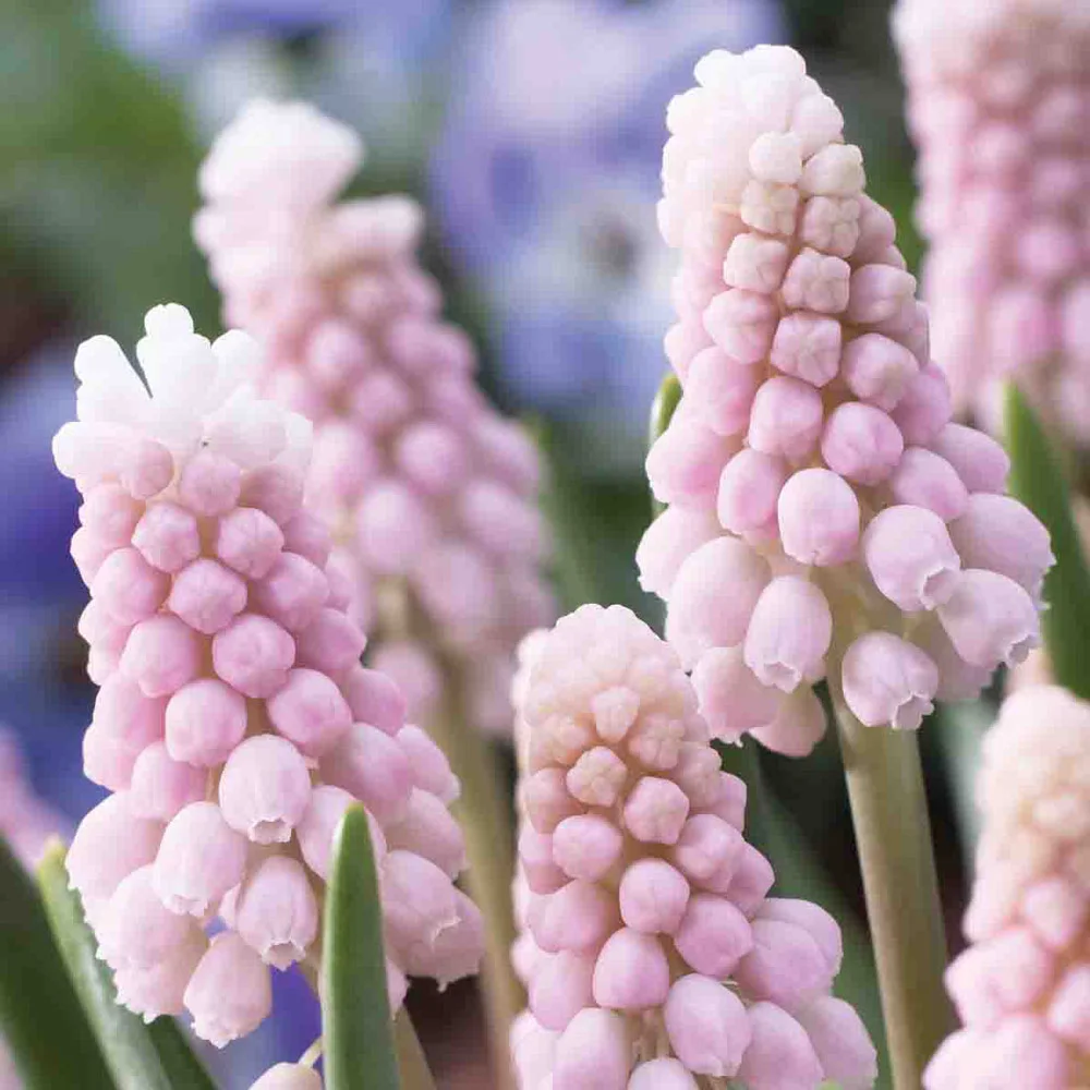 Muscari Pink Sunrise - Image 2