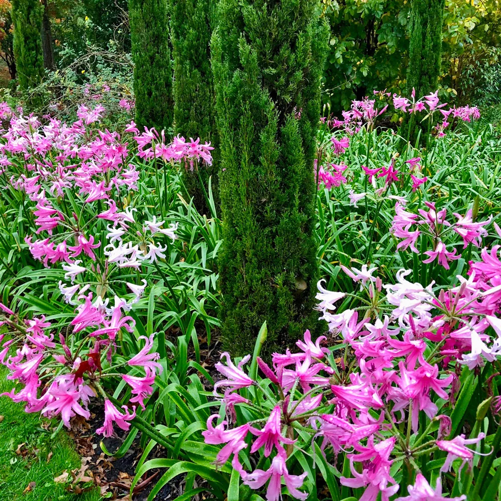 Naked Ladies Mixed Colors