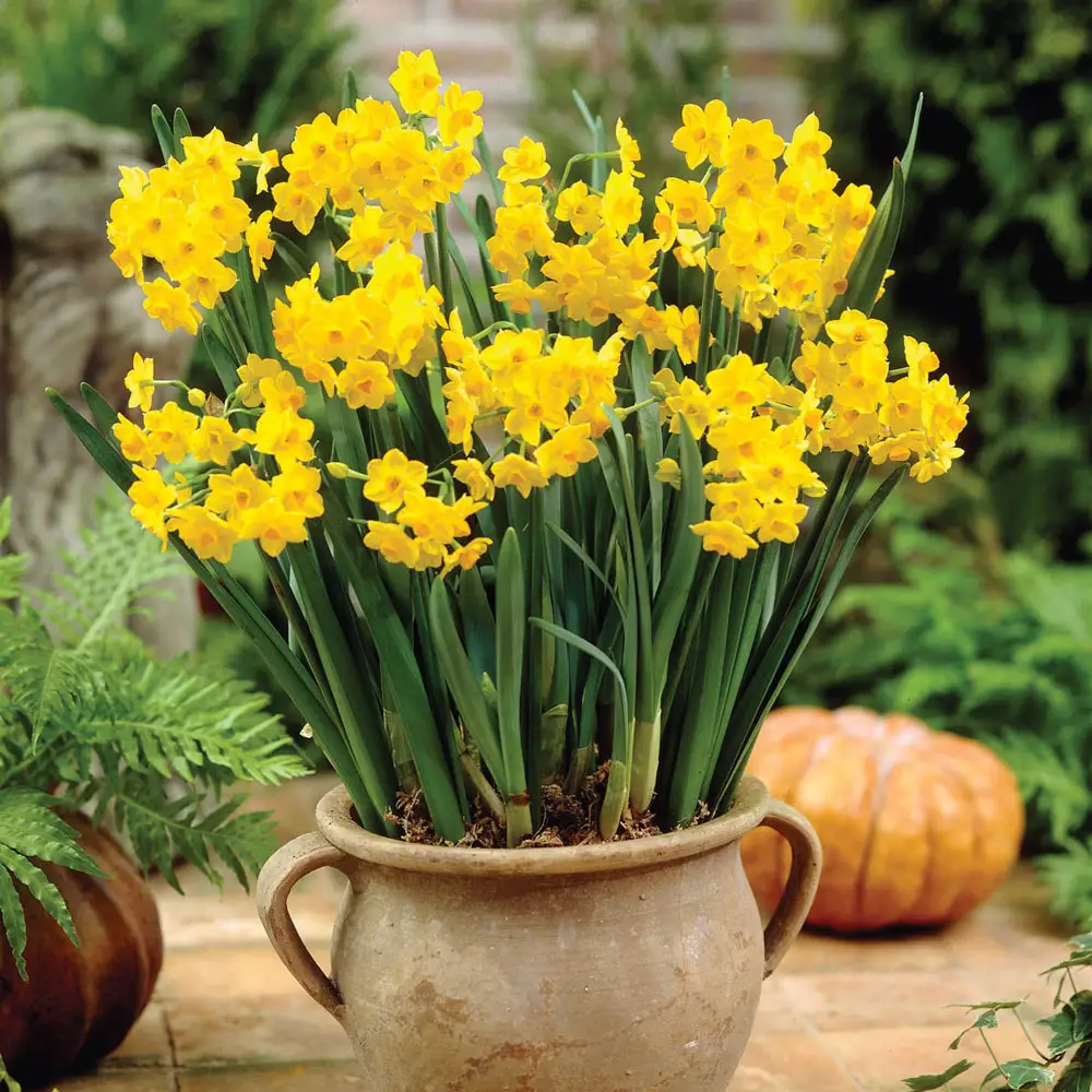 Paperwhite Narcissus Grand Soleil d'Or
