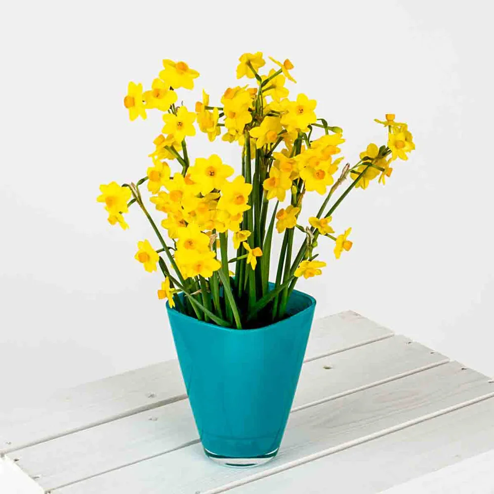 Paperwhite Narcissus Grand Soleil d'Or - Image 4
