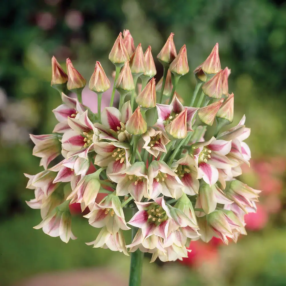 Allium bulgaricum (formerly known as Nectaroscordum siculum) - Image 2