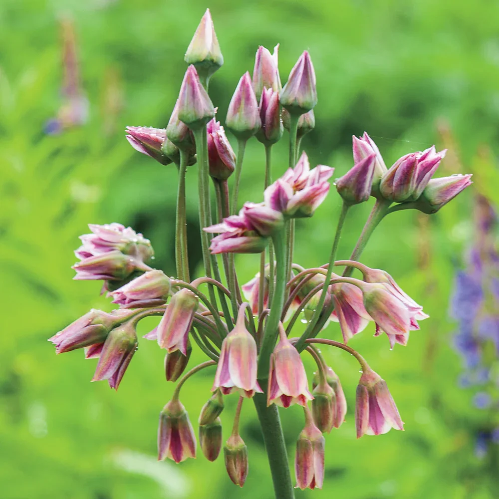 Allium bulgaricum (formerly known as Nectaroscordum siculum) - Image 3