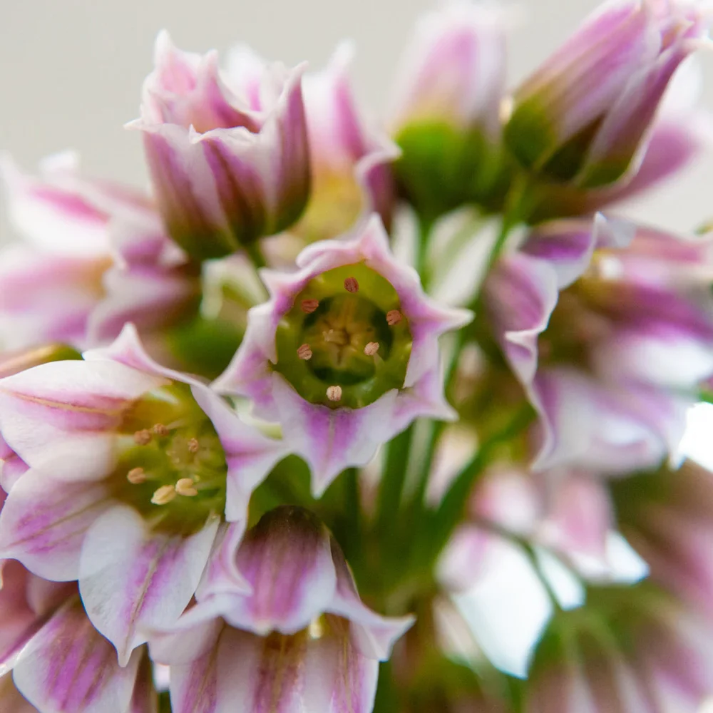 Allium bulgaricum (formerly known as Nectaroscordum siculum) - Image 4
